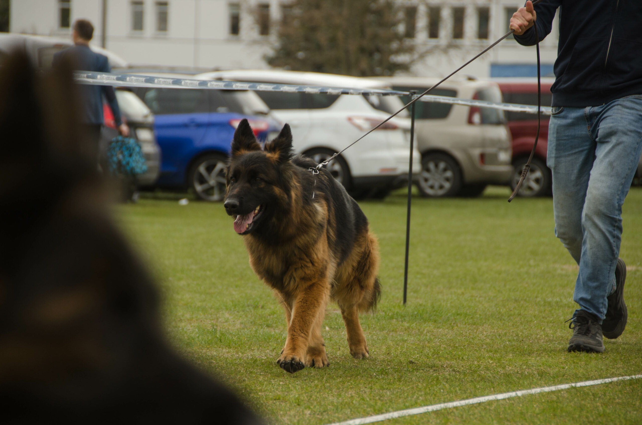 DSC_1491-scaled Święto miłośników psów w Grudziądzu – tłumy na Krajowych Wystawach Psów Rasowych!